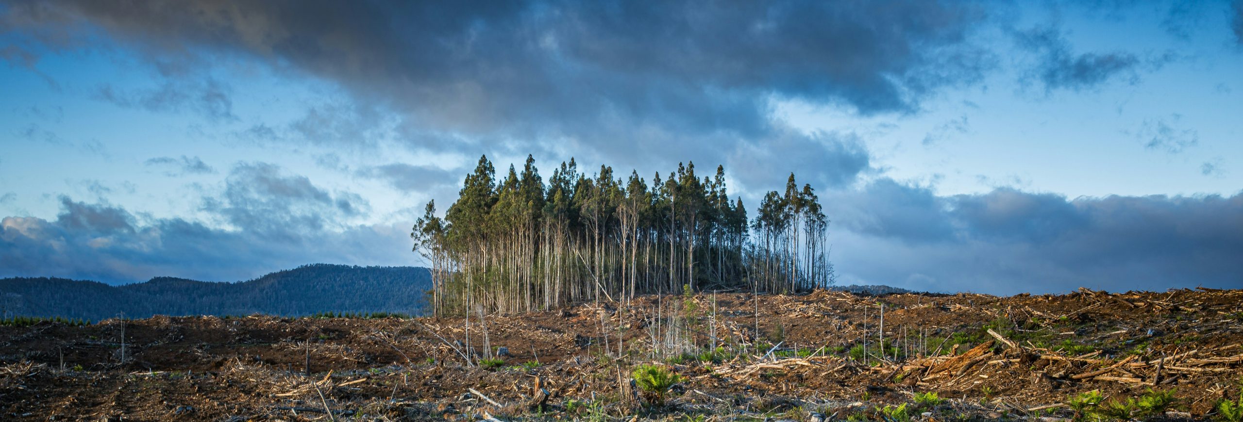 Los primeros frutos de la COP28